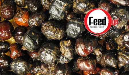 READY SEED
